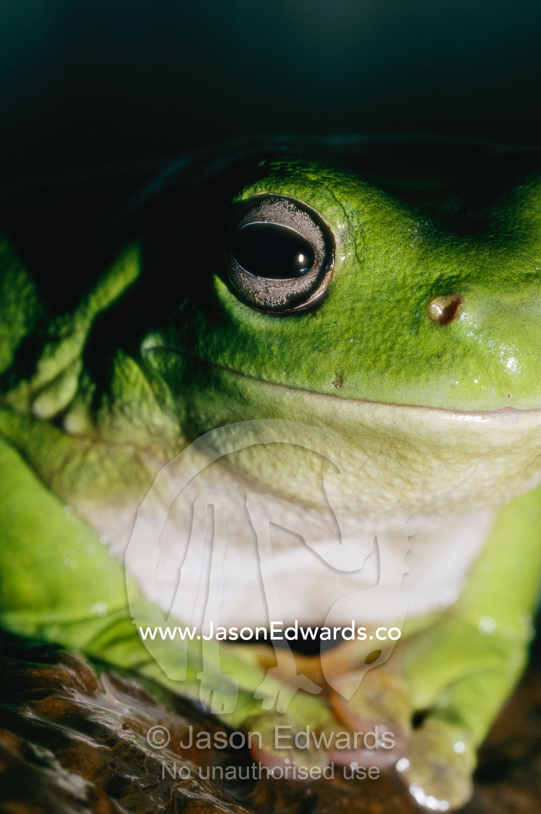 Close view of a green tree frog (Litoria caerulea) in shadow. Victoria, Australia.