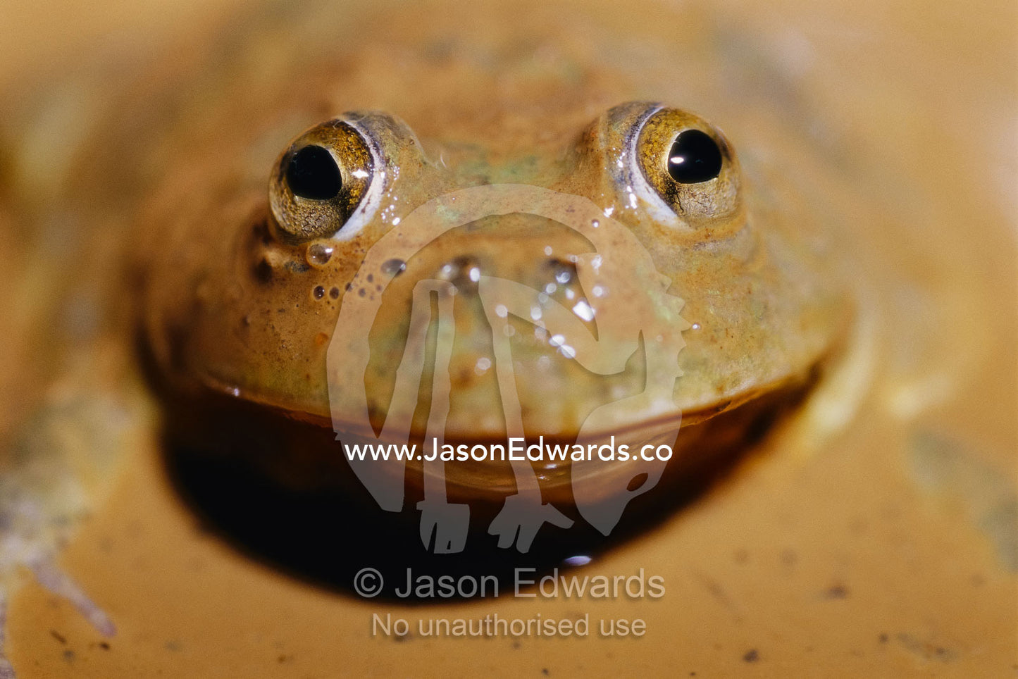 A water-holding frog pokes its head through a muddy surface. Victoria, Australia.