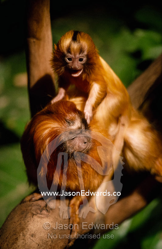 A young golden lion tamarin plays on its mother's back. Zoological Board of Victoria, Victoria, Australia.