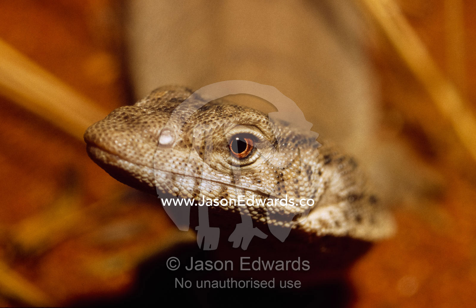 Portrait of a pygmy mulga monitor lizard, a desert predator. Innamincka Regional Reserve, South Australia, Australia.