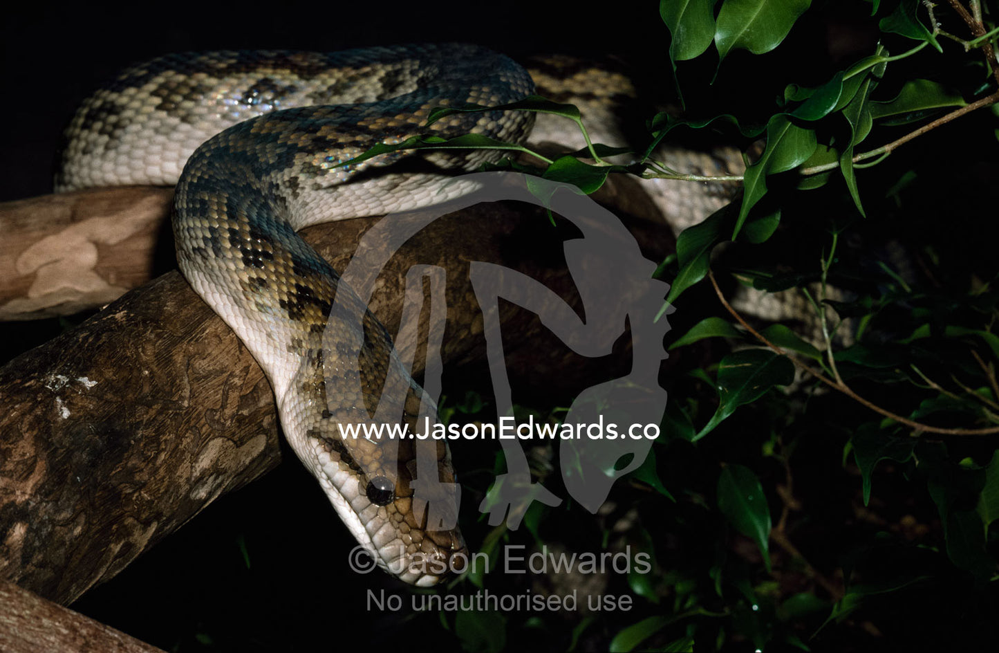 An amethyst tree python moving through a forest canopy. Victoria, Australia.
