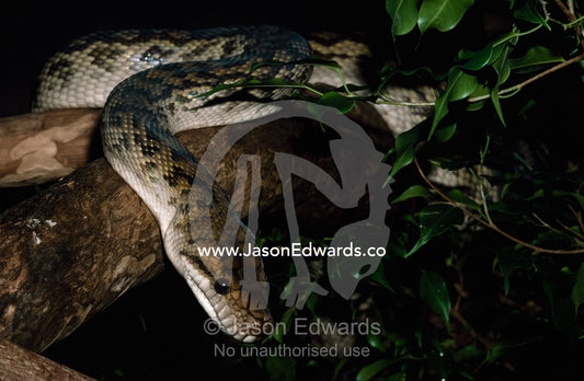 An amethyst tree python moving through a forest canopy. Victoria, Australia.
