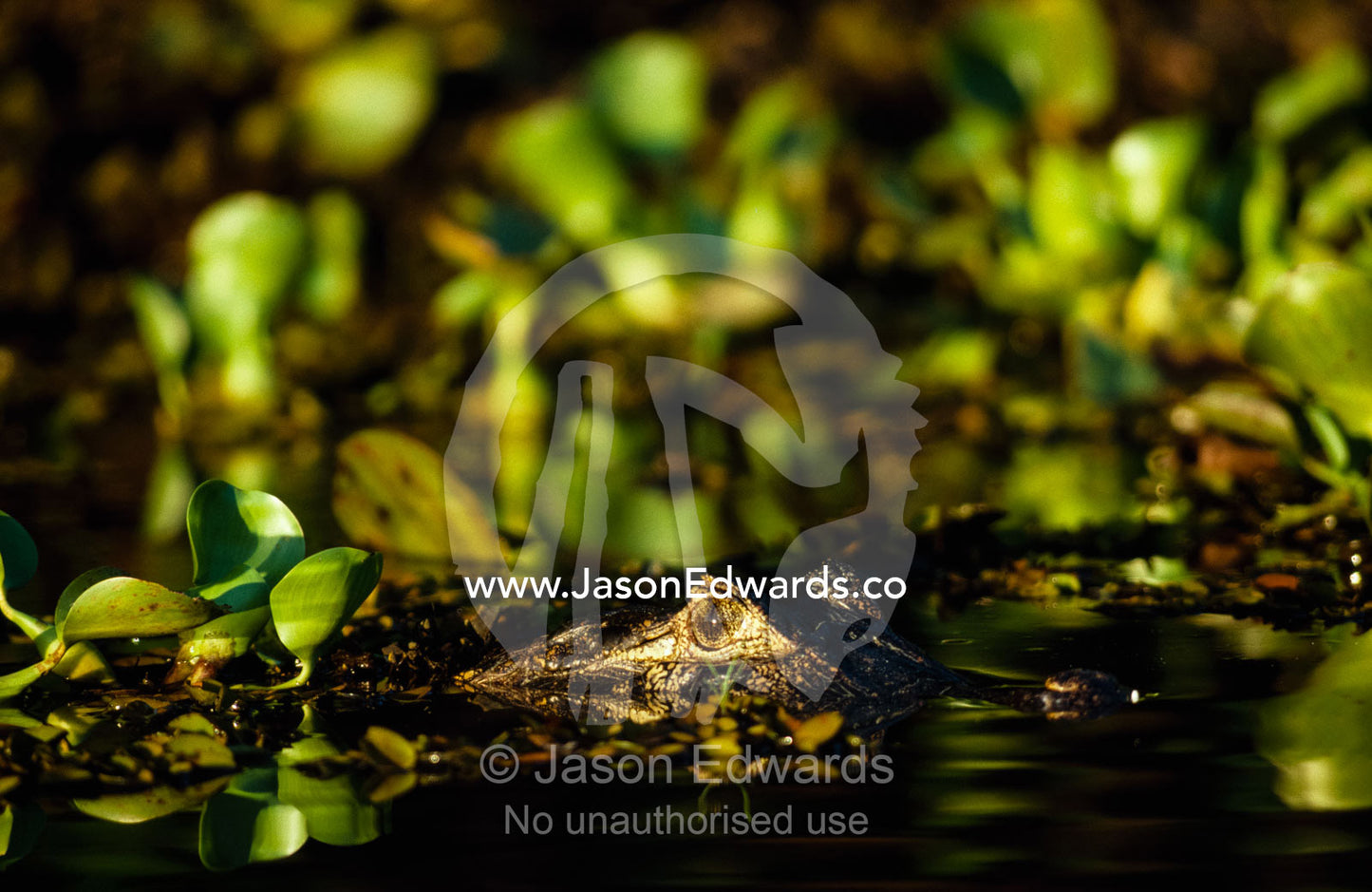 A black caiman lurks among water lilies in a Pantanal swamp. The Pantanal, Brazil.