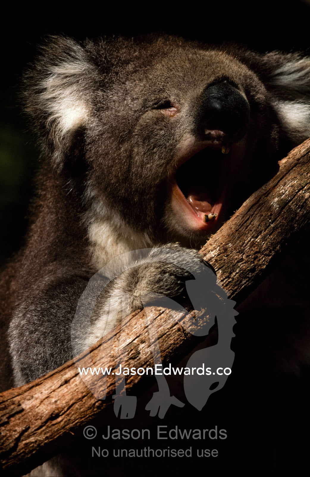 A koala yawns in the heat of a summer afternoon. Victoria, Australia.