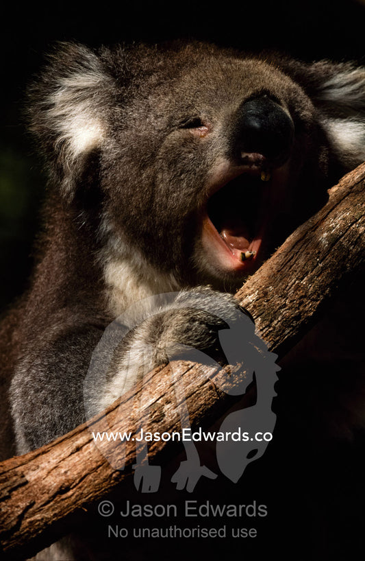 A koala yawns in the heat of a summer afternoon. Victoria, Australia.