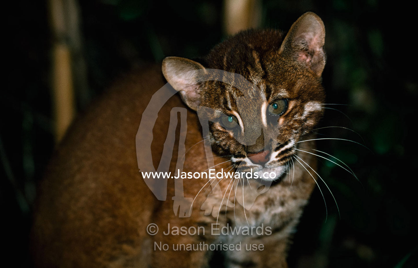 Portrait of an Asiatic golden cat. Also called Temminck's golden cat. Zoological Board of Victoria, Victoria, Australia.