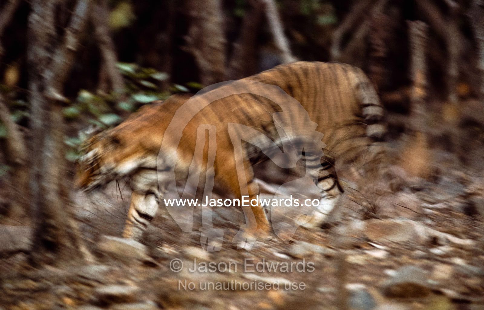 An Indian, or Bengal, tiger moves through a forest in search of prey. Ranthambhore National Park, India.