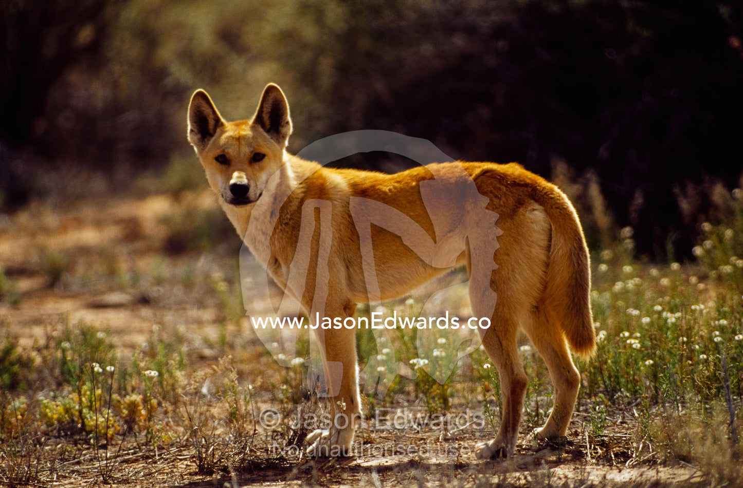 A dingo in prime condition during the desert's spring bloom. Simpson Desert Conservation Park, South Australia, Australia.