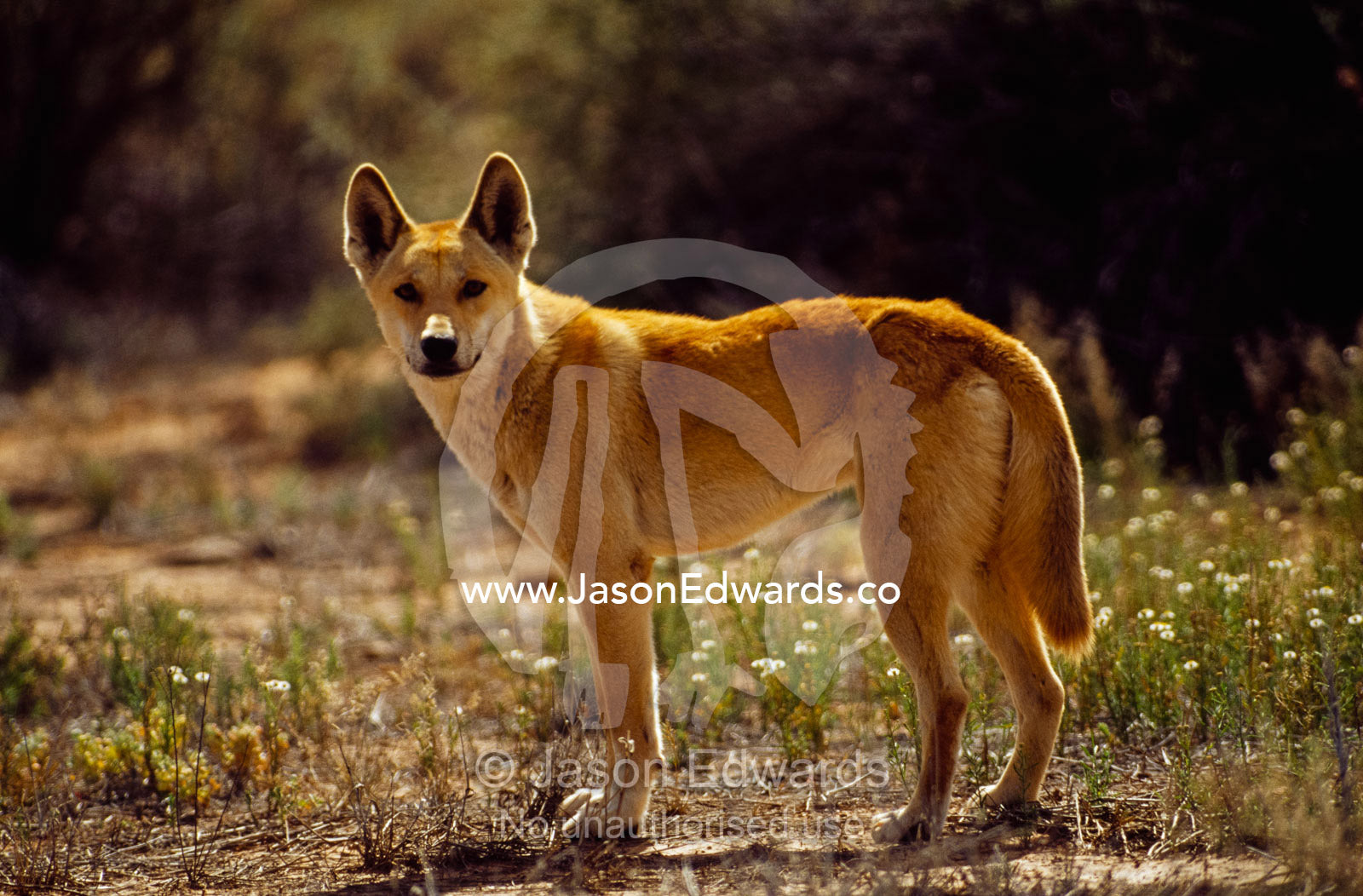 A dingo in prime condition during the desert's spring bloom. Simpson Desert Conservation Park, South Australia, Australia.