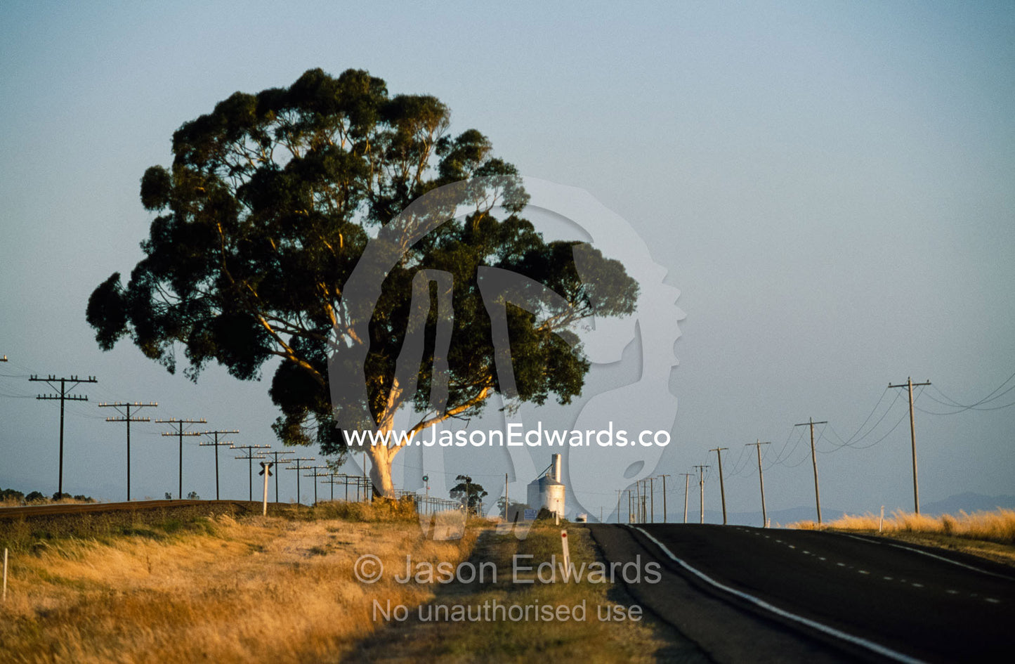A lone eucalyptus tree alongside a road in Victoria's wheat belt. Western Victoria, Australia.