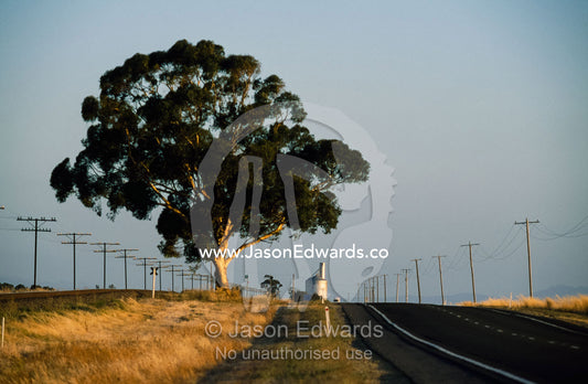 A lone eucalyptus tree alongside a road in Victoria's wheat belt. Western Victoria, Australia.