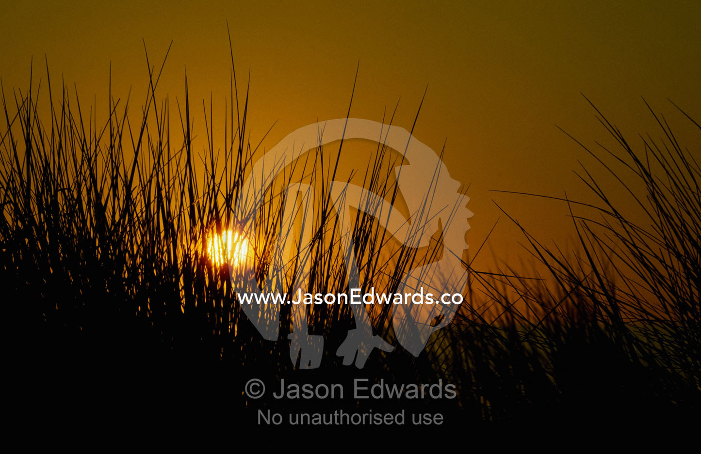 Coastal tussock grasses silhouetted against the setting sun. Ocean Beach, Tasmania, Australia.