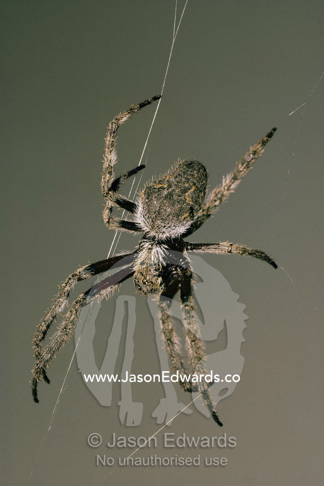 An orb spider spins its web. Victoria, Australia.