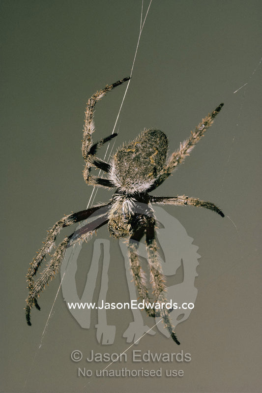 An orb spider spins its web. Victoria, Australia.