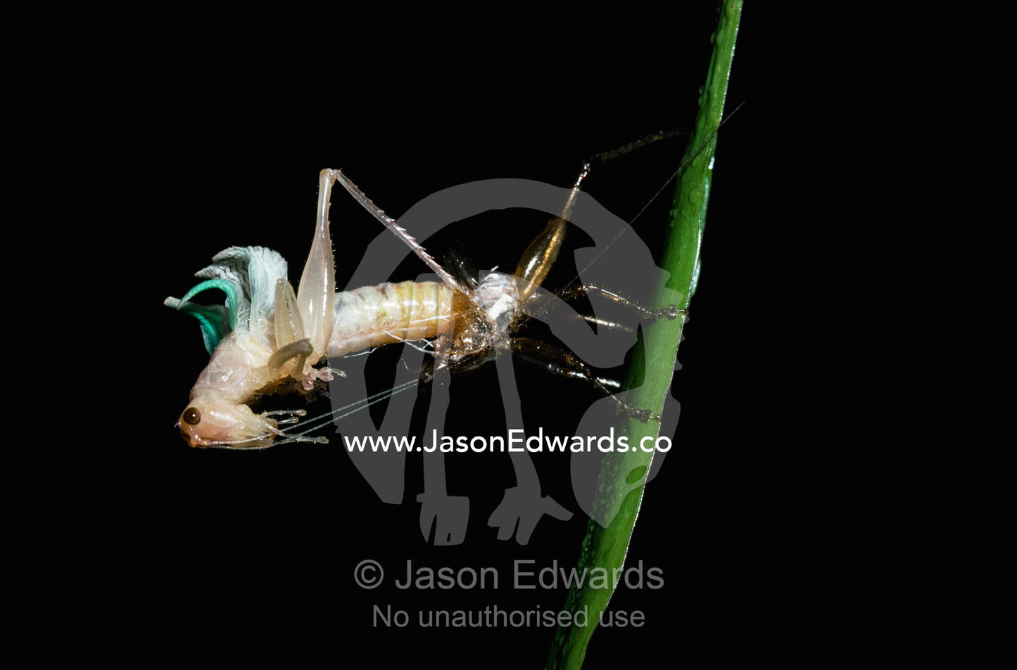 A grasshopper sheds its exoskeleton during a humid night. Amazon River Basin, Peru.