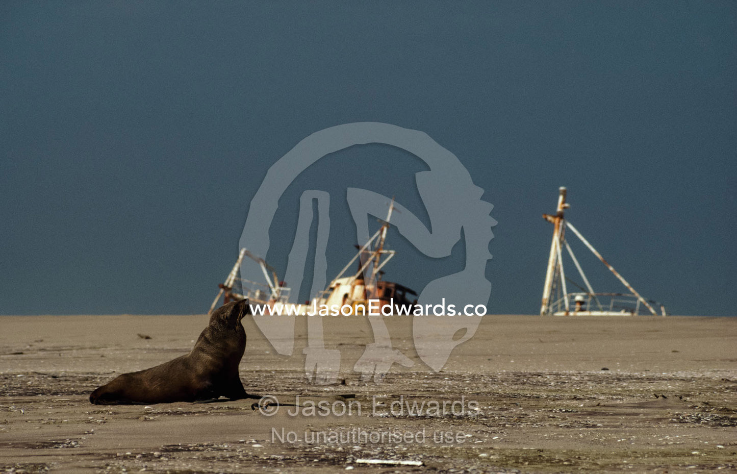 South African fur seal, or Cape fur seal, on a beach with a shipwreck. Skeleton Coast, Namibia.