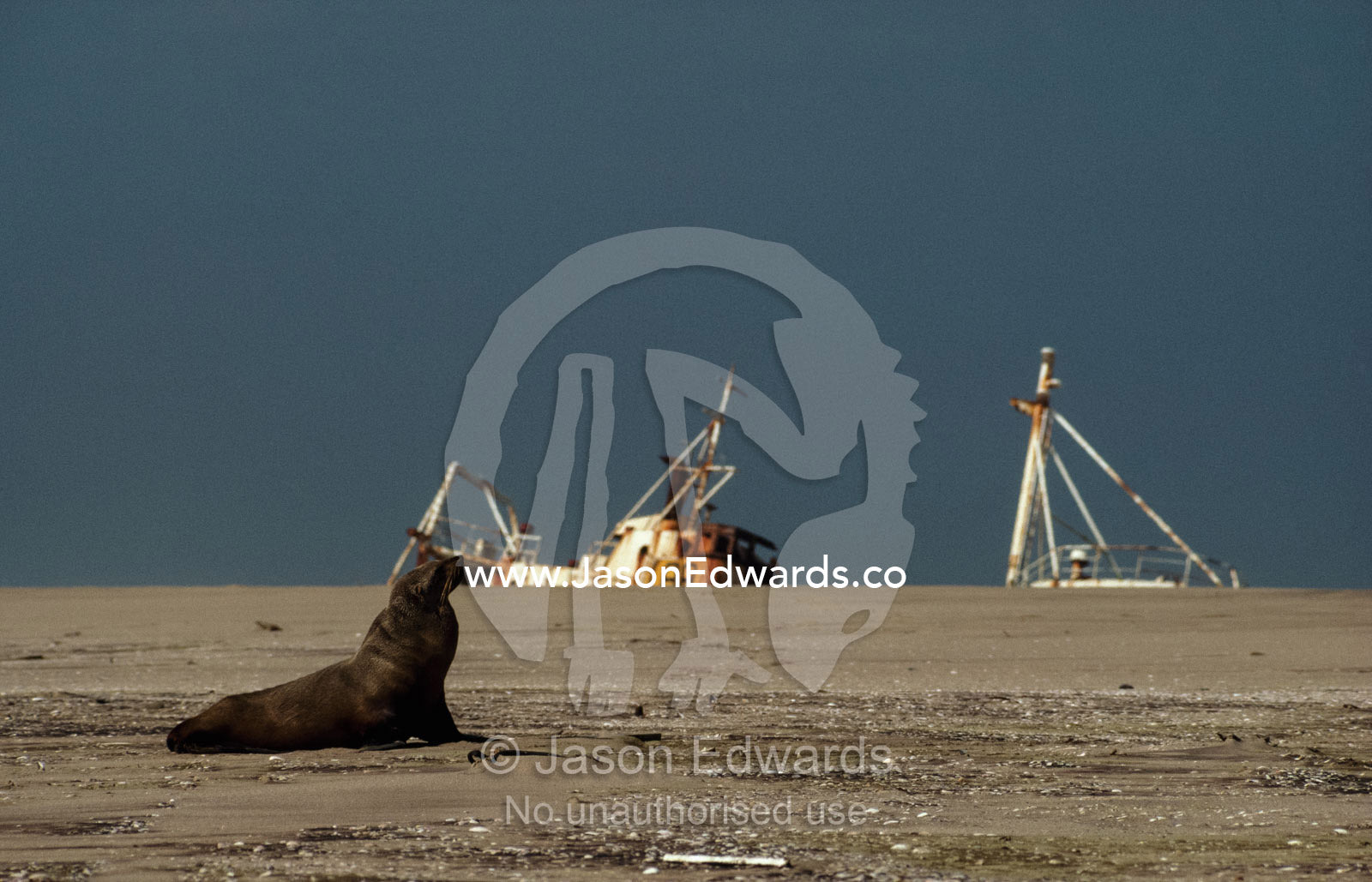 South African fur seal, or Cape fur seal, on a beach with a shipwreck. Skeleton Coast, Namibia.