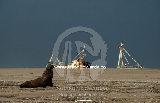 South African fur seal, or Cape fur seal, on a beach with a shipwreck. Skeleton Coast, Namibia.