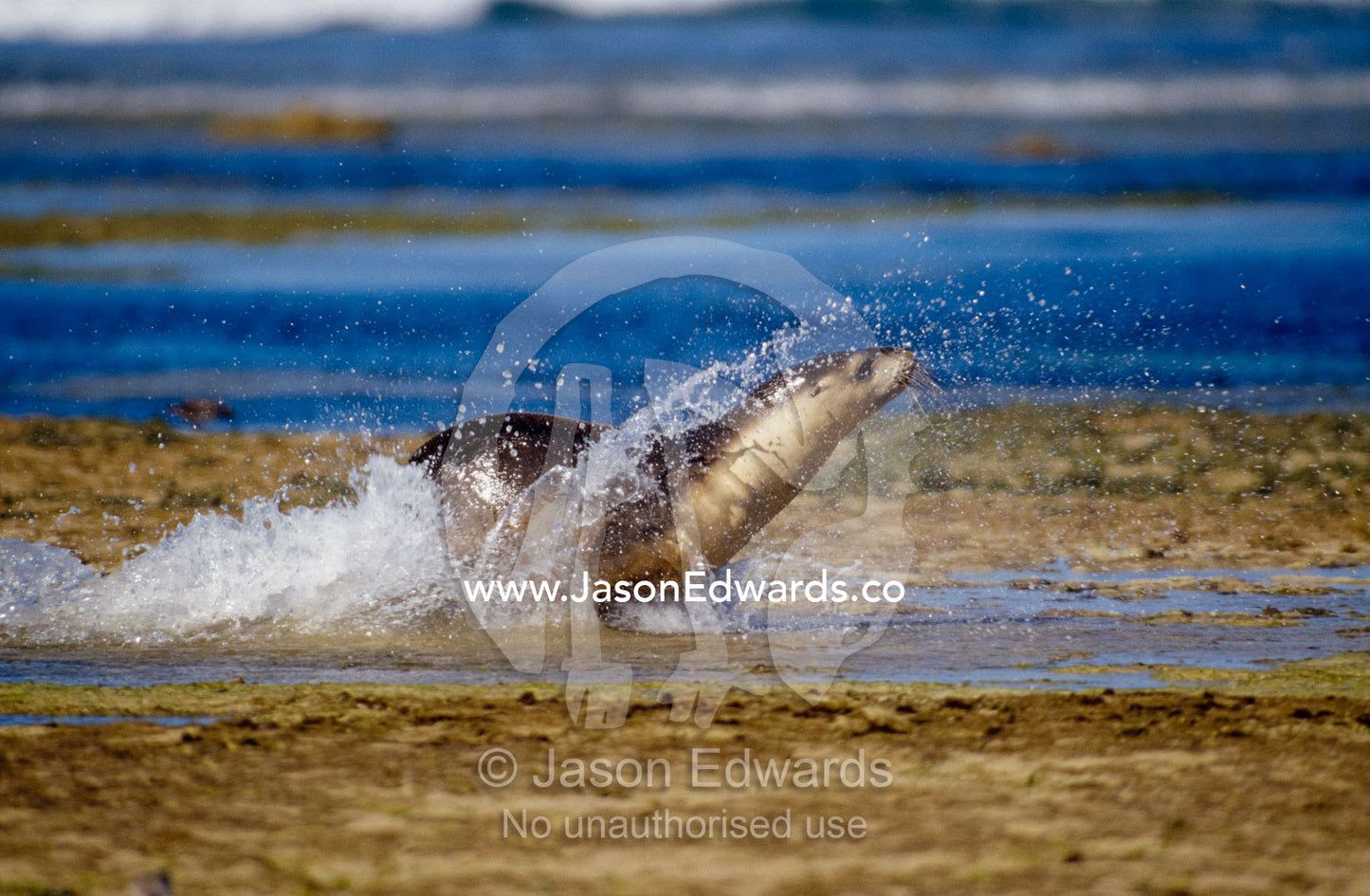 An Australian sea lion runs across a reef at low tide. Jones Island, South Australia, Australia.