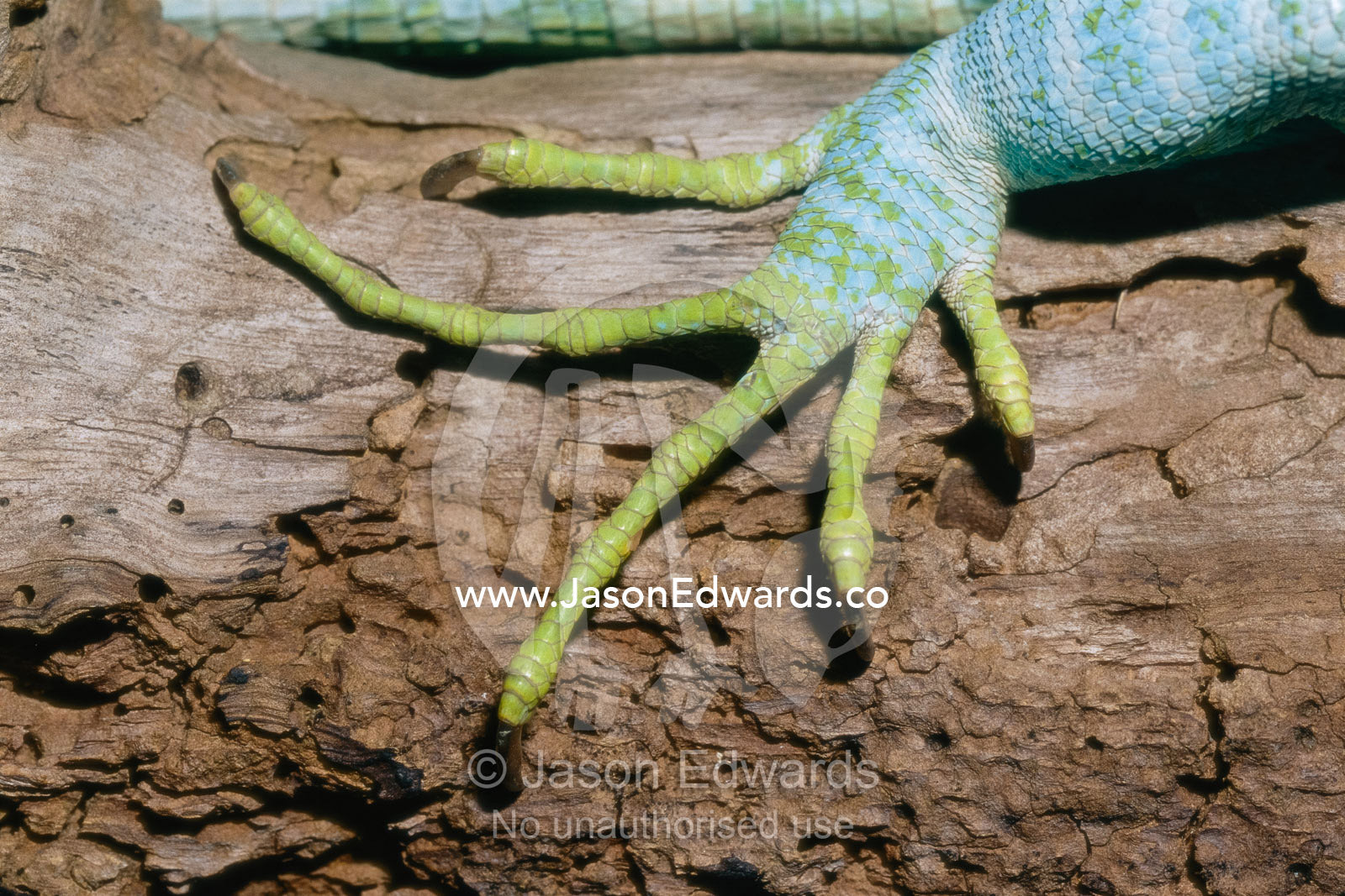 Close view of a Fijian banded iguana foot and claws. Melbourne Zoo, Melbourne, Victoria, Australia.
