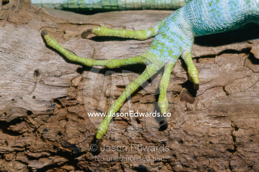 Close view of a Fijian banded iguana foot and claws. Melbourne Zoo, Melbourne, Victoria, Australia.