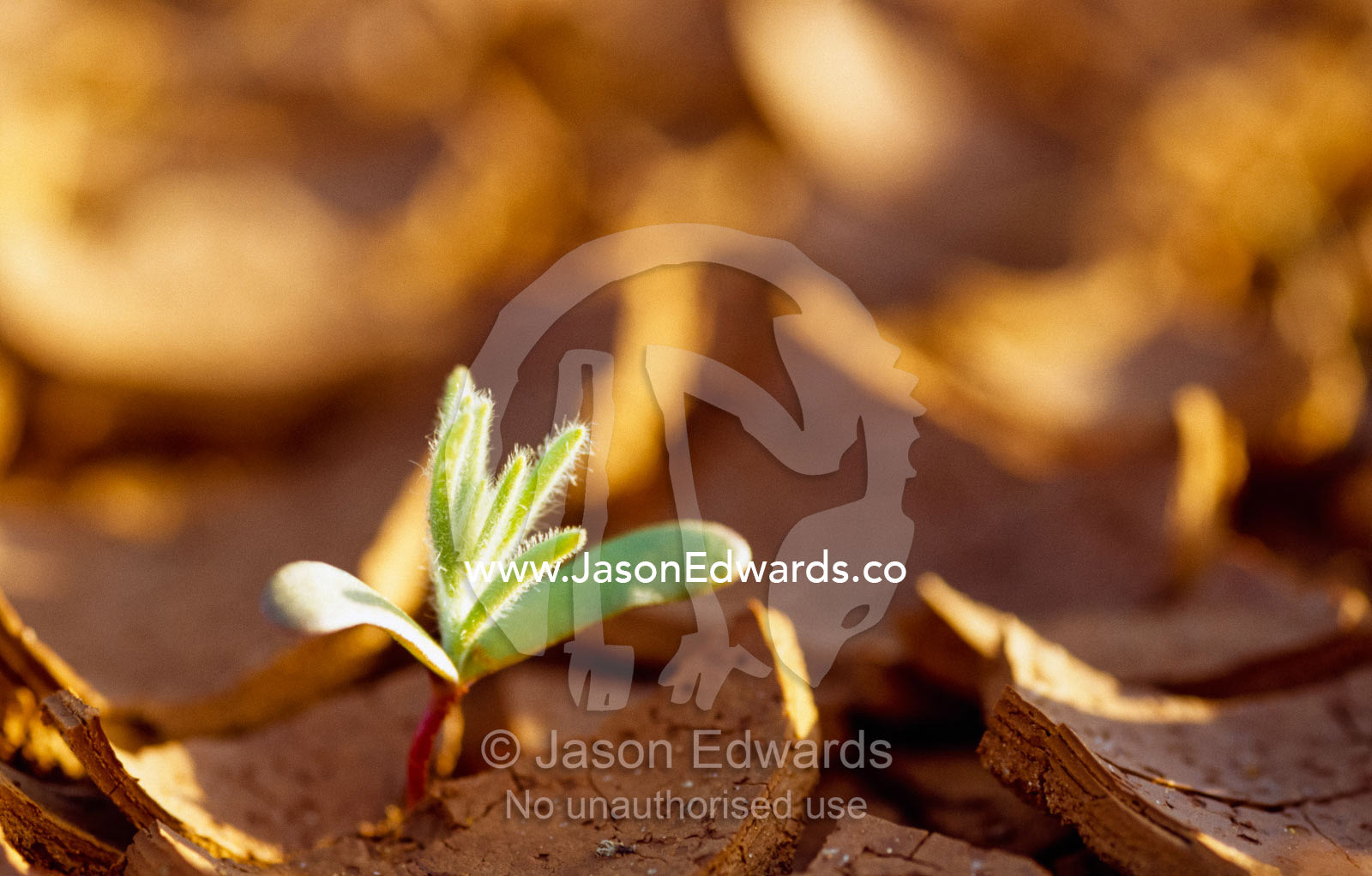 New plant growth sprouts through cracked desert earth after a rain. Simpson Desert Conservation Park, South Australia, Australia.