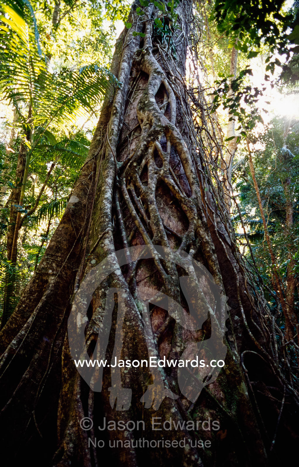 A strangler fig vine encases a huge rainforest tree trunk. Great Sandy National Park, Queensland, Australia.