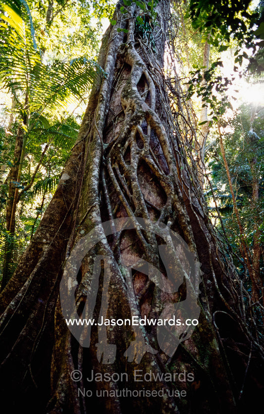 A strangler fig vine encases a huge rainforest tree trunk. Great Sandy National Park, Queensland, Australia.