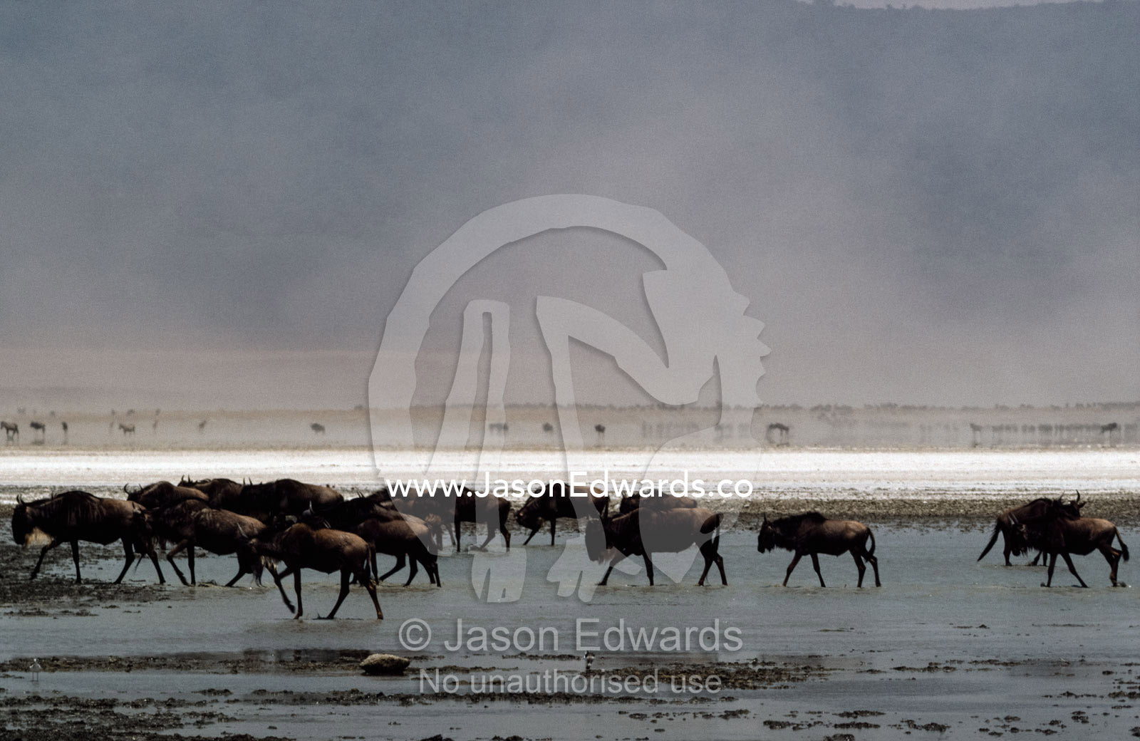 Wildebeests cross a soda lake on the floor of Ngorongoro Crater. Ngorongoro Crater, Ngorongoro Conservation Area, Great Rift Valley, Tanzania.