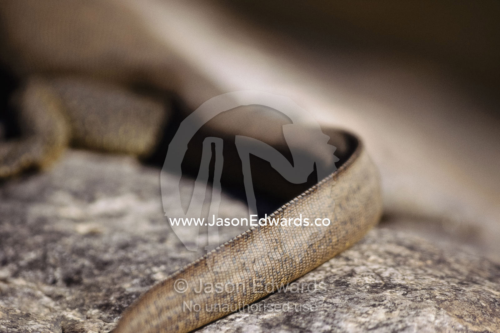 Close view of the tail ridge of a Mertens water monitor lizard. Kimberley Ranges, Western Australia, Australia.