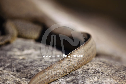 Close view of the tail ridge of a Mertens water monitor lizard. Kimberley Ranges, Western Australia, Australia.