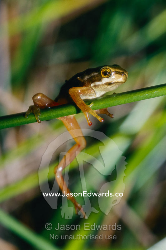 A southern brown froglet/metamorph clinging to a reed stem. Corrandurk Wetlands, Victoria, Australia.
