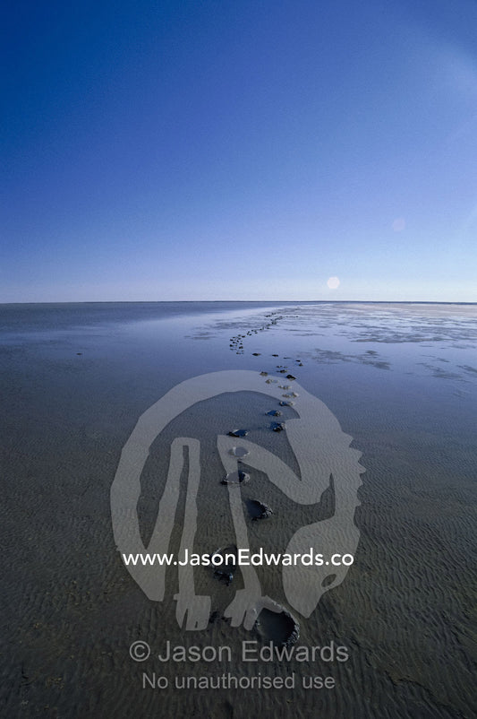 Footprints across flooded Lake Eyre, a desert salt lake. Lake Eyre, South Australia, Australia.