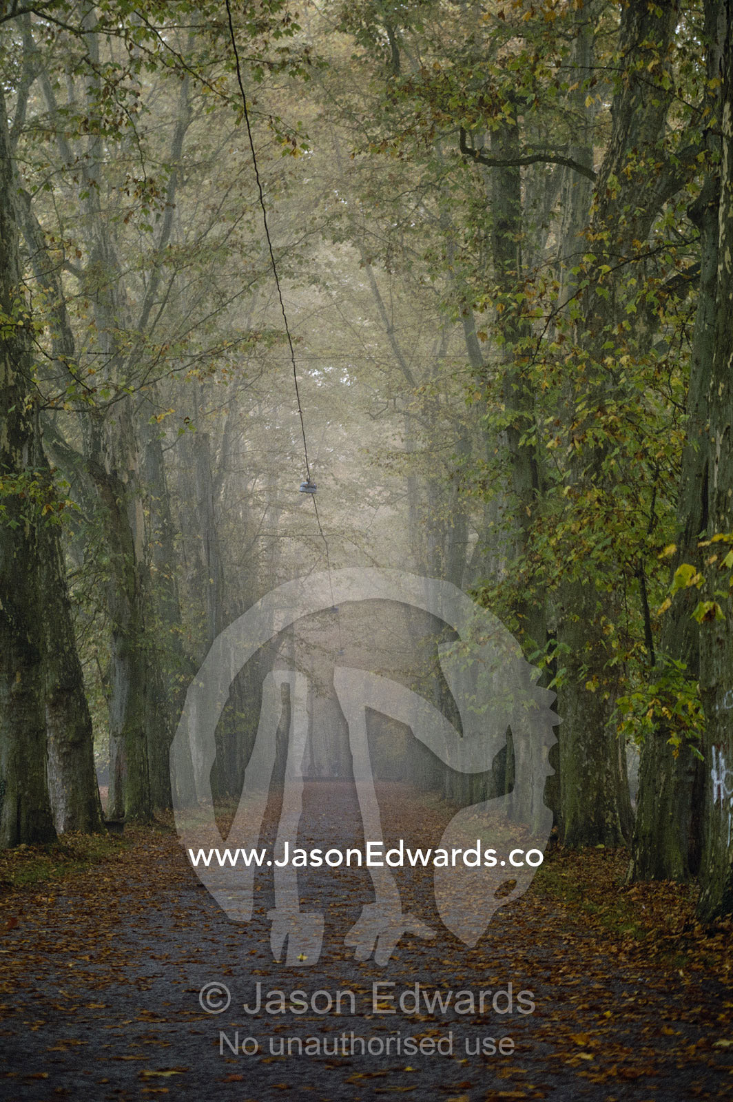 Early morning fog shrouds a tree-lined path in a Tubingen garden. Tubingen, Germany.