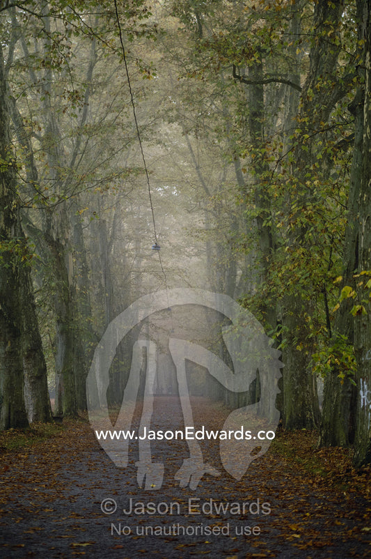 Early morning fog shrouds a tree-lined path in a Tubingen garden. Tubingen, Germany.