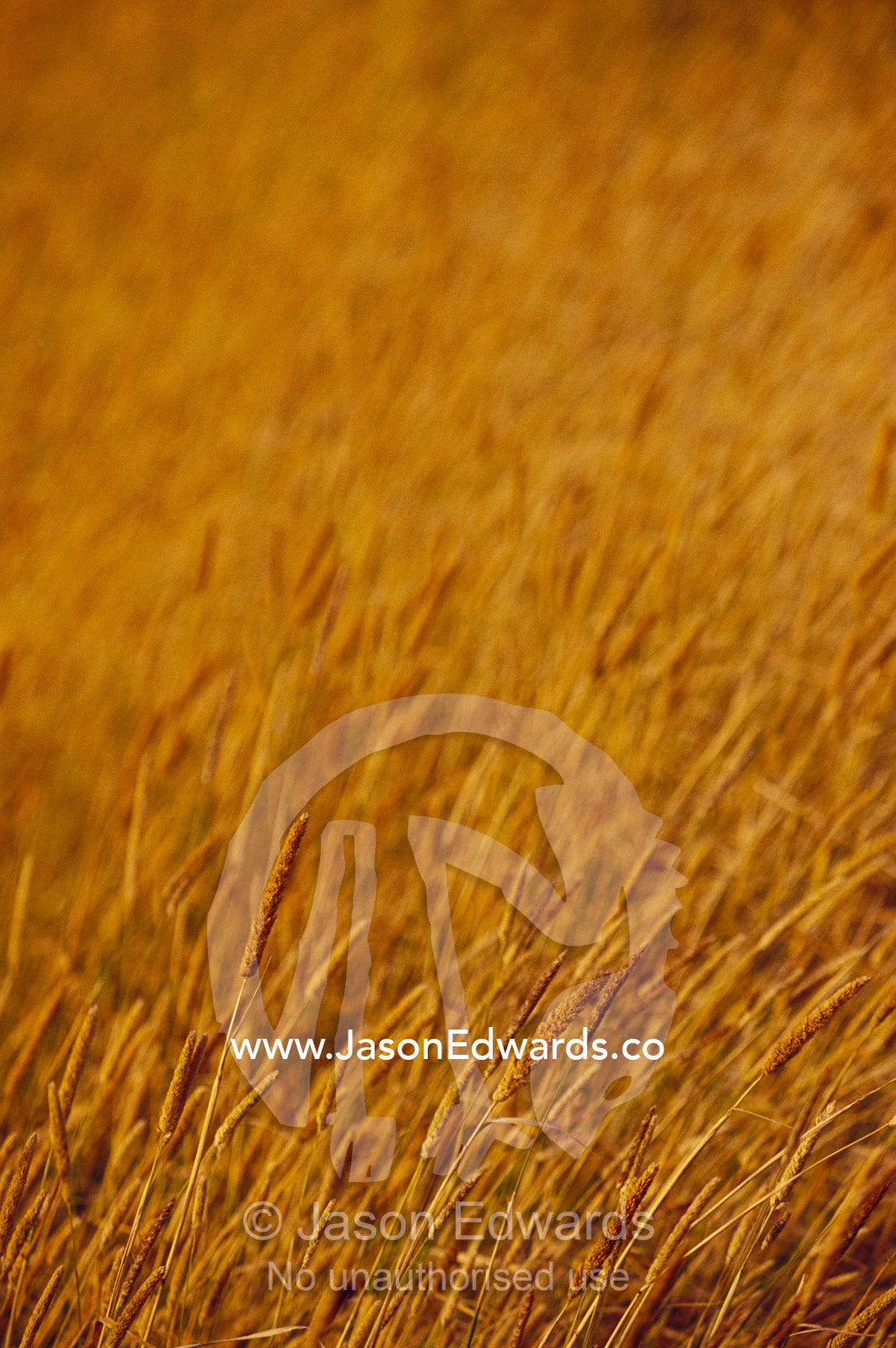 Aquatic reeds lining a lagoon turned golden by drought conditions. Bool Lagoon Game Reserve, South Australia, Australia.
