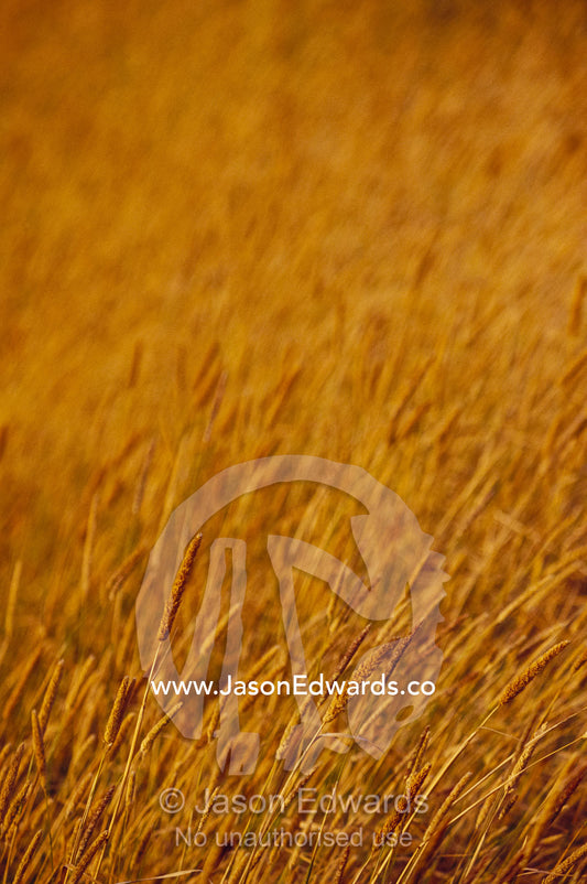 Aquatic reeds lining a lagoon turned golden by drought conditions. Bool Lagoon Game Reserve, South Australia, Australia.