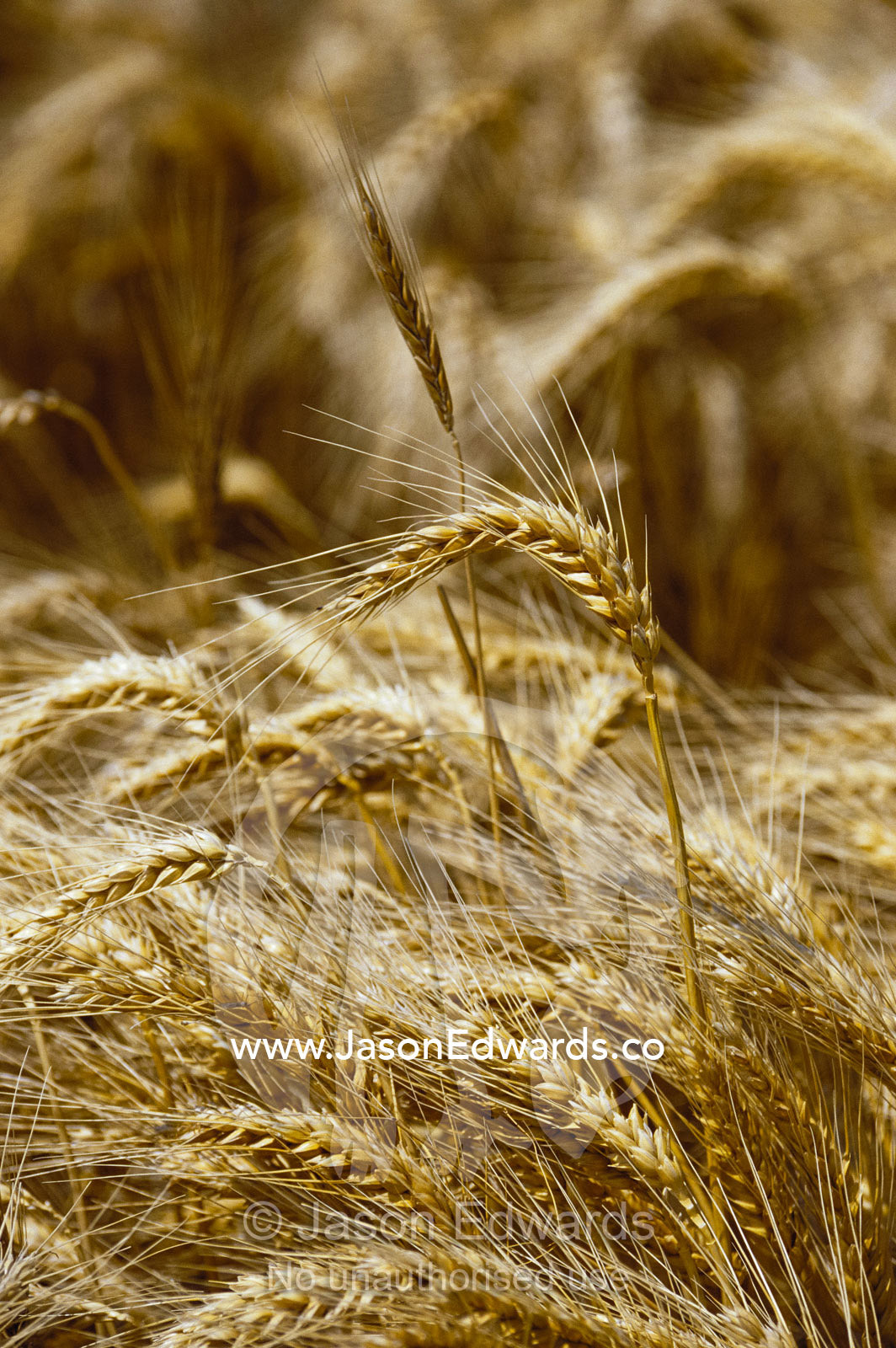 The seeding head of a golden wheat crop. Bool Lagoon, South Australia, Australia.
