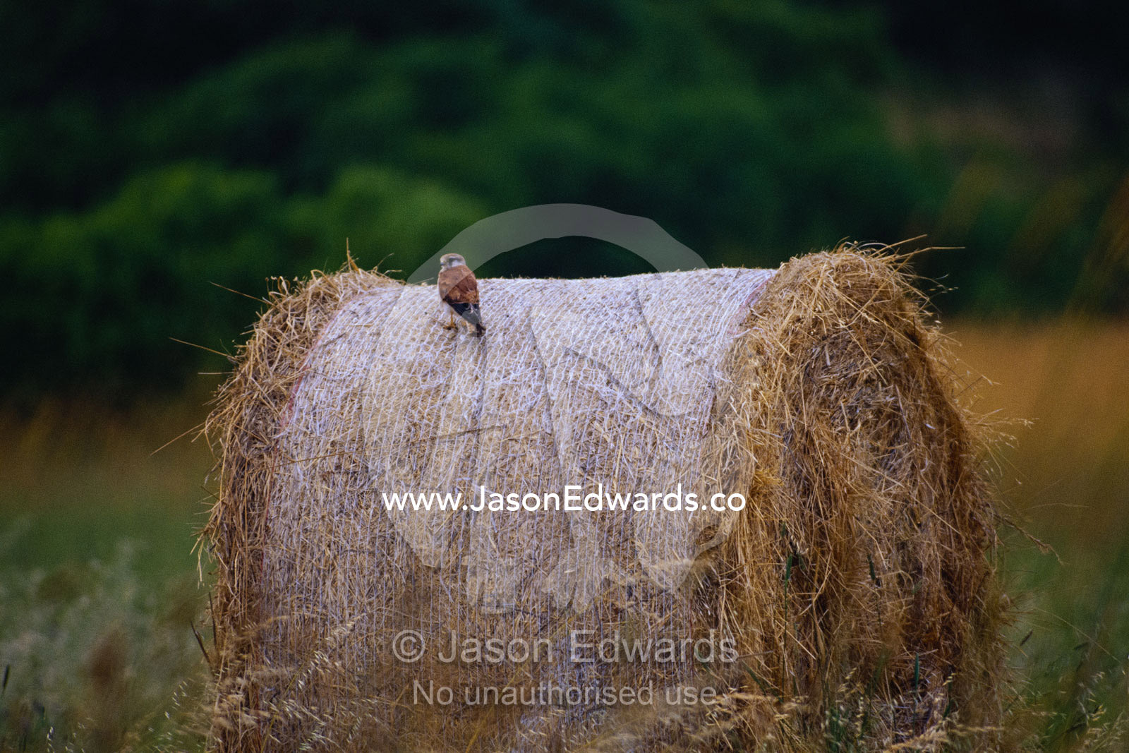 An Australian kestrel (Falco cenchroides) perched on a bale of hay. Coorong National Park, South Australia, Australia.