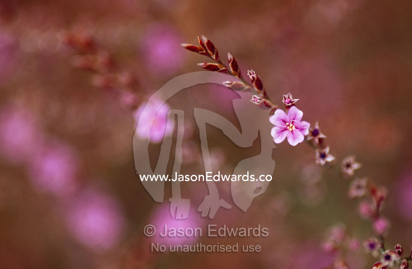 Close view of a delicate coastal flower growing on a salt pan. Coorong National Park, South Australia, Australia.