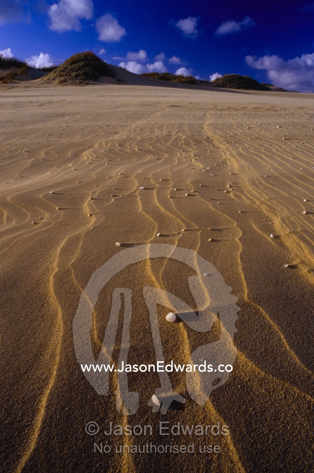 Wind-rippled patterns on the surface of the Hummocks dune field. Coorong National Park, South Australia, Australia.