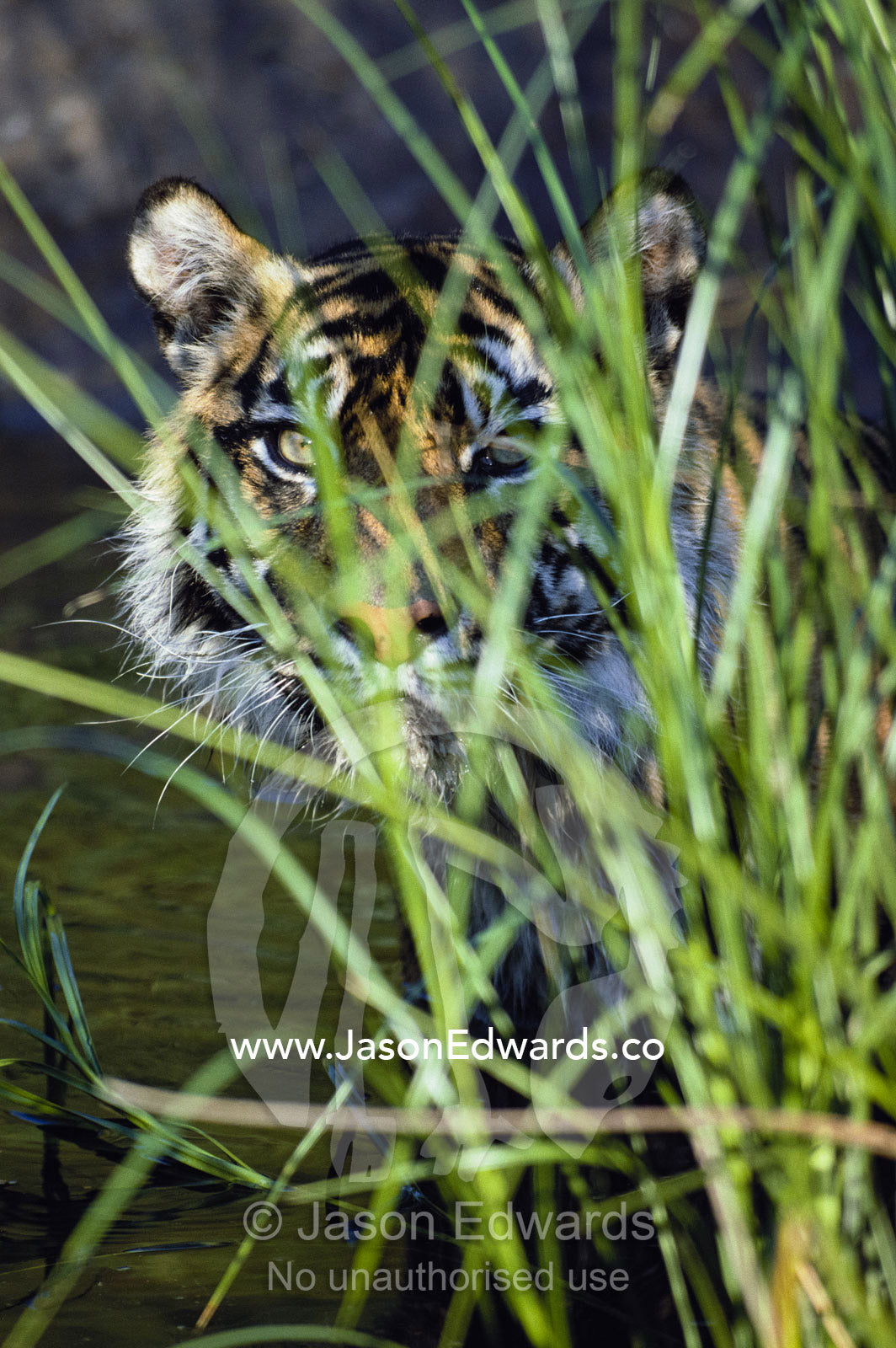 A tiger peers from behind reeds as it wades through water. Zoological Board of Victoria, Victoria, Australia.