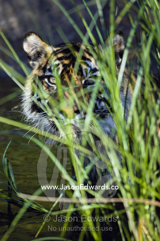 A tiger peers from behind reeds as it wades through water. Zoological Board of Victoria, Victoria, Australia.