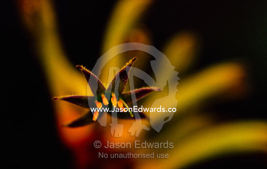 Detail of a kangaroo paw flower. Naracoorte Caves, South Australia, Australia.