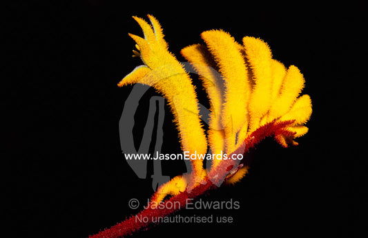 Close view of a kangaroo paw flower. Naracoorte Caves, South Australia, Australia.