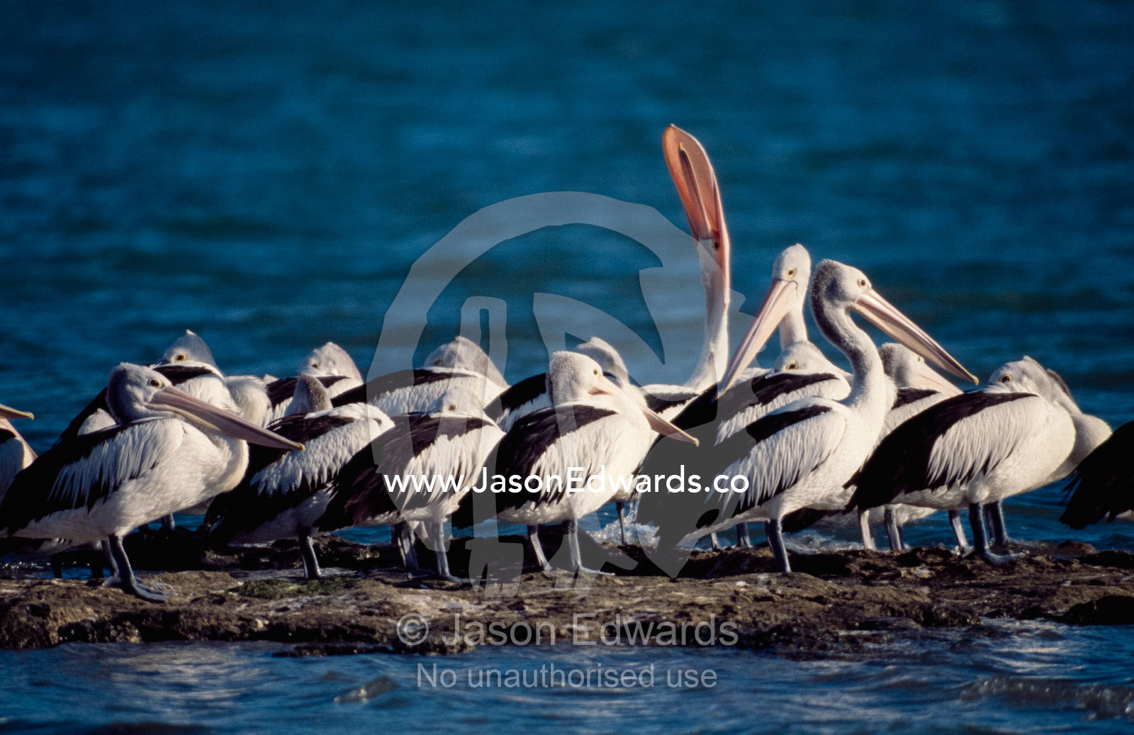 A male Australian pelican stretches his bill in a courtship display. Coorong National Park, South Australia, Australia.