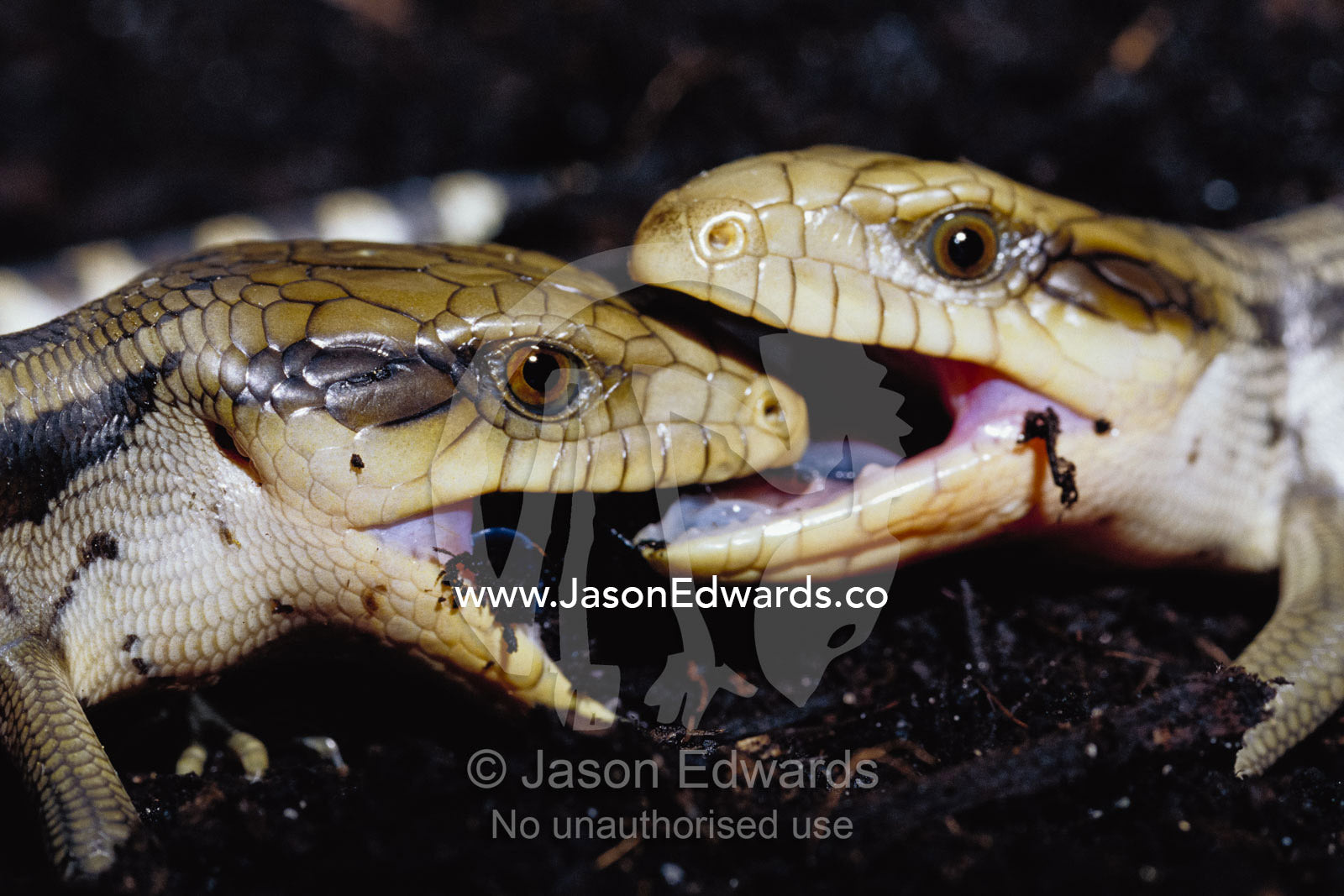 Sparring eastern blue-tongued skinks. Victoria, Australia.
