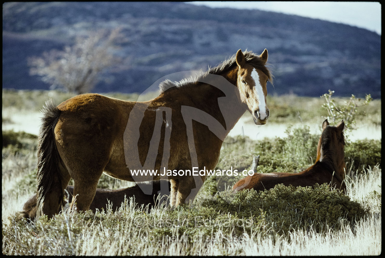 Chilean horses in a grassland area of Torres del Paine National Park. Torres del Paine National Park, Chile.