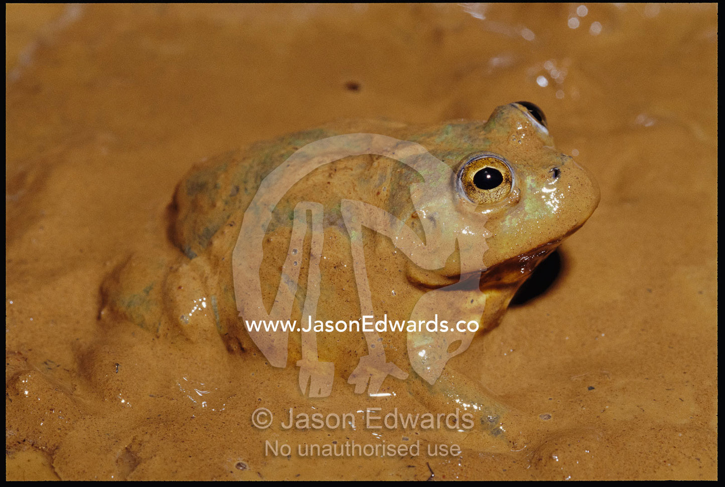 A water-holding frog emerges from below ground after a desert flood. Amphibian Research Centre, Australia.
