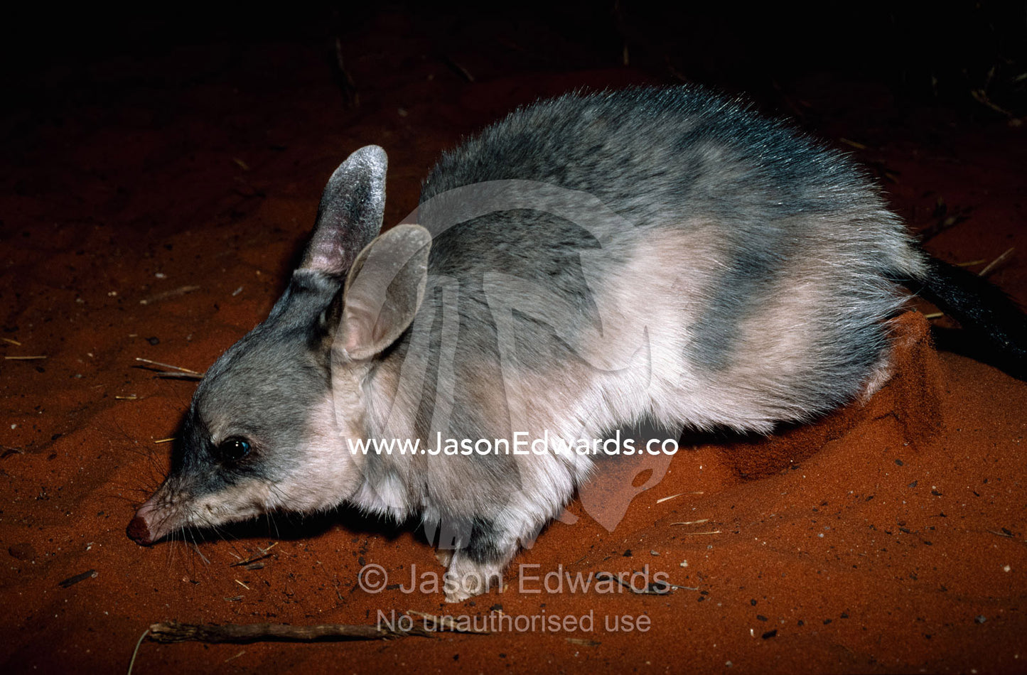 An endangered greater bilby lands after making a small leap. Desert Wildlife Park, Northern Australia, Australia.